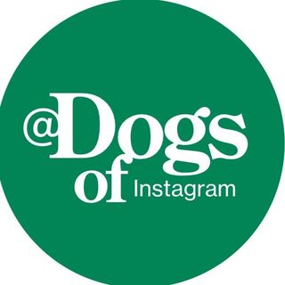 DogsOfIG // GreatPetCare @dogsofinstagram в Инстаграм