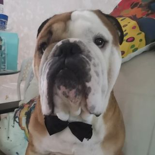 Bulldog Bruno @english_bulldog_bruno_moscow в Инстаграм