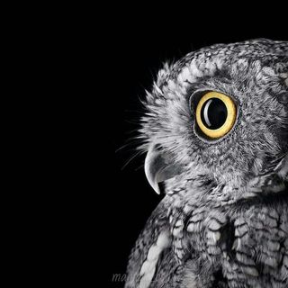 golubeva_owl