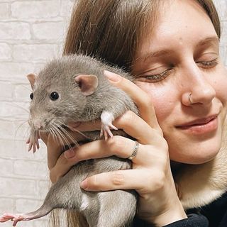 Иришка Мими - счастливая мать крыс 🐀😁 @irishka.mimi_ в Инстаграм