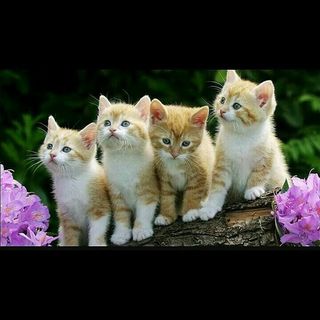 official.cat_lovers