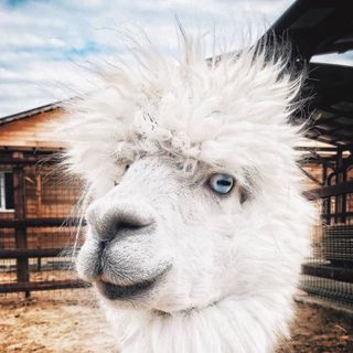 Альпака (Российские альпаки) @russian_alpacas в Инстаграм