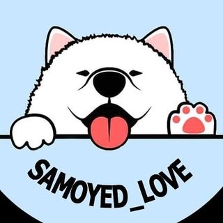 КЛУБ САМОЕДОВ ♥️ SAMOYED CLUB @samoyed_love в Инстаграм