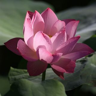 abdurashidova__designer