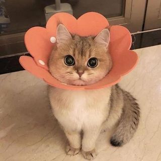alena_kamerer
