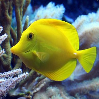 alphaaquarium_int