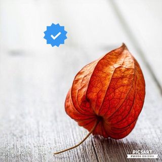 beloia_nozdria