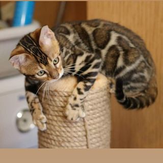 bengalroskosh