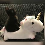 berezovsky_meow