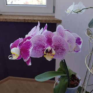 продажа орхидей @best.orchids в Инстаграм