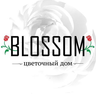 Blossom волгоград. Blossom цветы Волгоград.