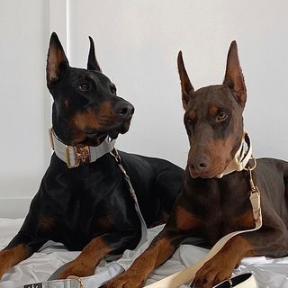 bossthedoberman
