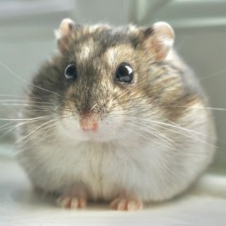 Hamsters And Human Servant @cheese.the.fat.hamster в Инстаграм