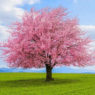 cherryblossommodels
