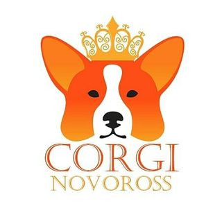 corgi_novoross