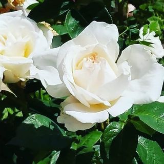 dhvorostovsky_memory