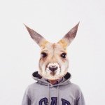 dimikangaroo