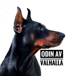 Odin & Bjørn @dobie_odin в Инстаграм