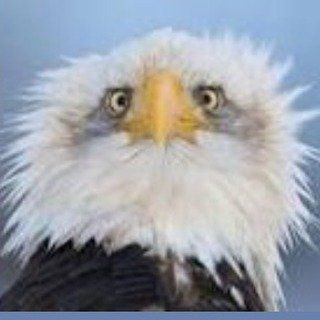 eagle        🦅 @eagle в Инстаграм