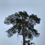 eco.golik