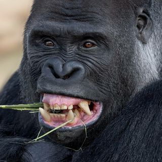 gorilla_girl_97