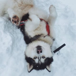 husky.bro