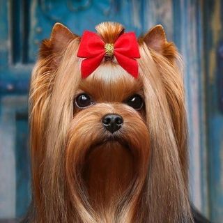 ПИТОМНИК ЙОРКОВ♦️Щенки Москва♦️Yorkshire Terrier Kennel ♦️Puppy @intercharm_kennel_yorkies в Инстаграм