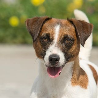 kennel_billardi_bond_jrt
