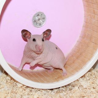 khomyak_vip