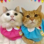 kibimomo
