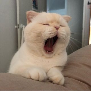 kislyachok1