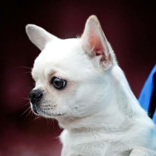 klan_kaputsinov_chihuahua