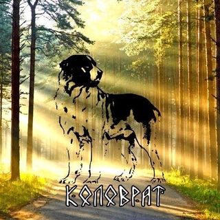 kolovrat_dog