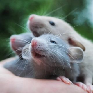 lana_rats