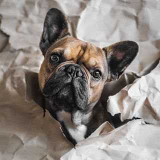 lennox.thefrenchie