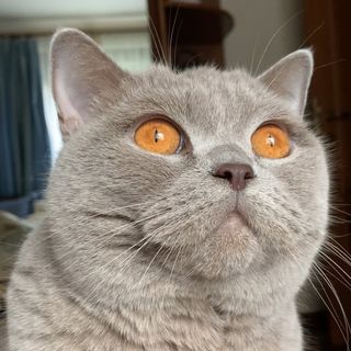 luciora_eine