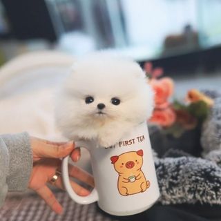 luxury_pomeranian