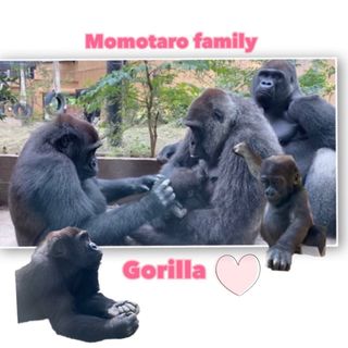 macheri_gorilla