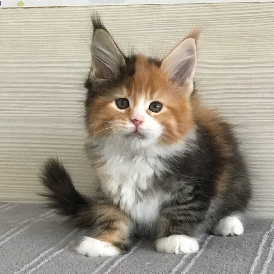 maine_coon_cattery_feles_alba