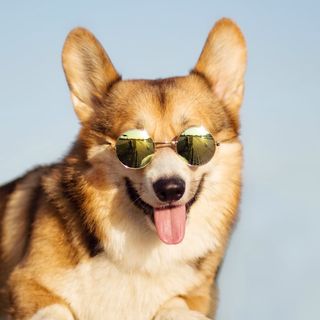 maldwyn_the_corgi