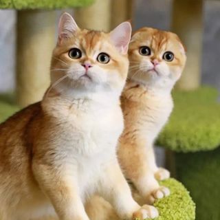 mescherskiy_zamok_cattery