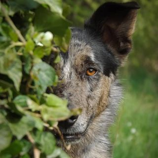 mewandogs