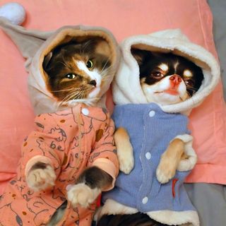 mfpets
