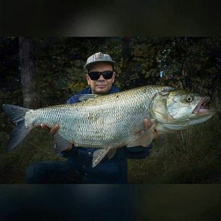 michal_aspius_fishing