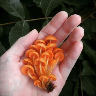 mushroom___queen