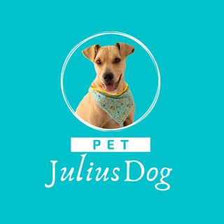Pet Julius Dog @petjuliusdog в Инстаграм
