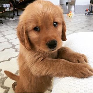 puppy