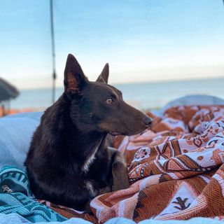 reddogzoe