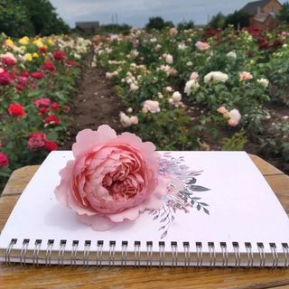 roze_na_dony