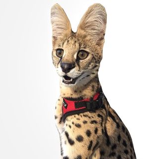 serval_shanti